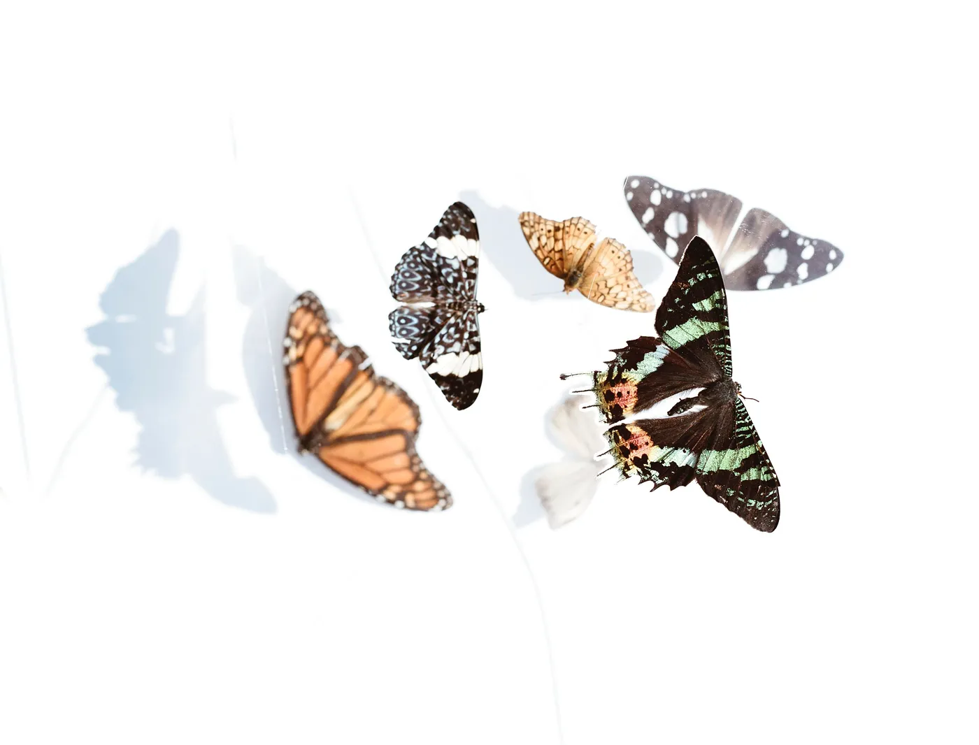 Companies that have been saved by digital transformation